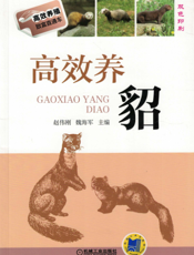 高效养貂